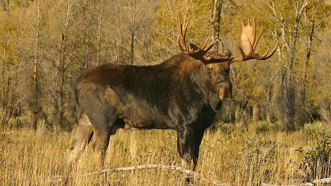 moose hunting